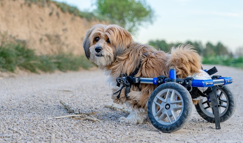 Build a Dog Wheelchair Yourself: A Step‑by‑Step DIY Guide
