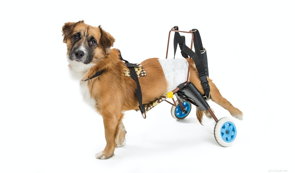 Build a Dog Wheelchair Yourself: A Step‑by‑Step DIY Guide