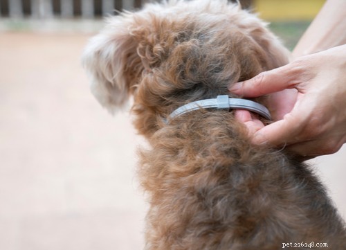 Hidden Risks in Common Flea Collars: What You Need to Know