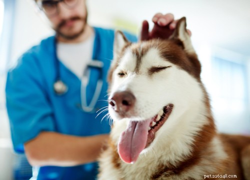 Hidden Risks in Common Flea Collars: What You Need to Know