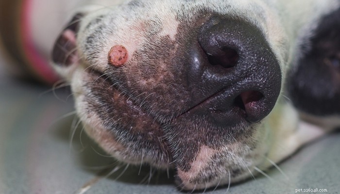 Dog Skin Tags: Prevention, Safe Removal, and Care Tips