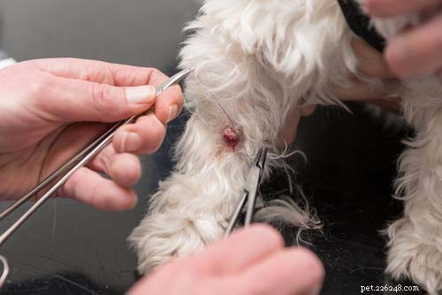 Dog Skin Tags: Prevention, Safe Removal, and Care Tips