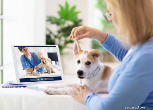 Virtual Veterinary Care 2021: Trends, How It Works, and Top Providers