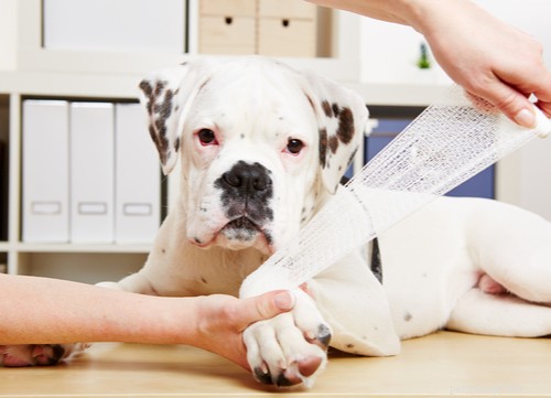Virtual Veterinary Care 2021: Trends, How It Works, and Top Providers
