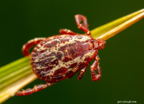 Safe & Proven Home Remedies for Removing Ticks from Dogs