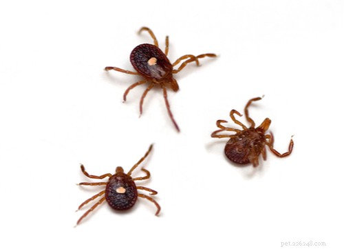 Safe & Proven Home Remedies for Removing Ticks from Dogs