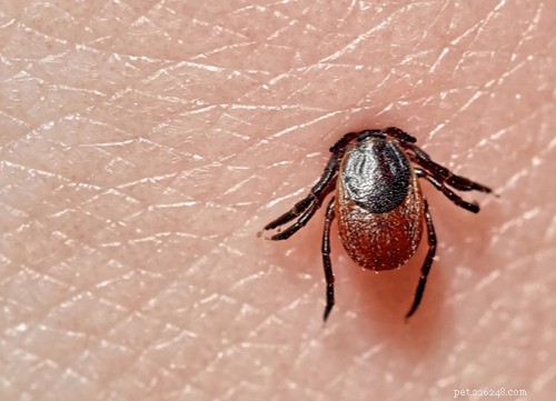 Safe & Proven Home Remedies for Removing Ticks from Dogs