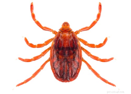 Safe & Proven Home Remedies for Removing Ticks from Dogs
