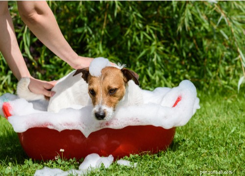 Safe & Proven Home Remedies for Removing Ticks from Dogs