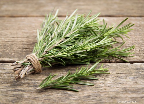 Safe & Proven Home Remedies for Removing Ticks from Dogs