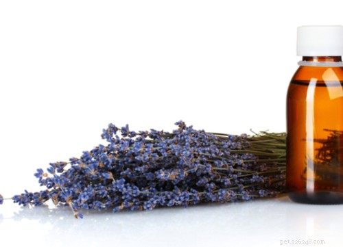 Safe & Proven Home Remedies for Removing Ticks from Dogs