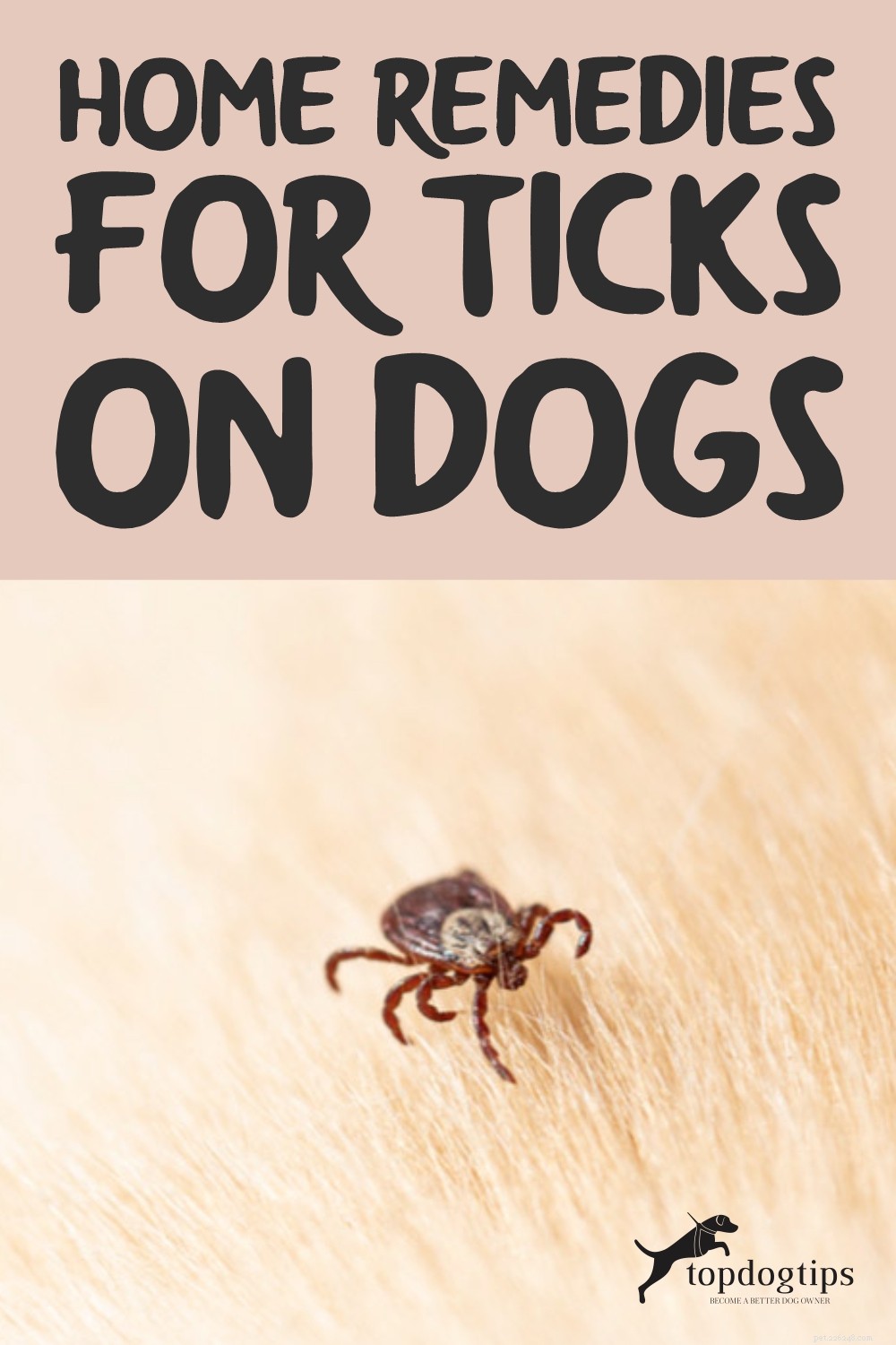 Safe & Proven Home Remedies for Removing Ticks from Dogs