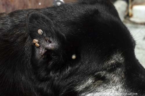 Top 11 Life‑Threatening Dog Diseases: Prevention & Early Detection