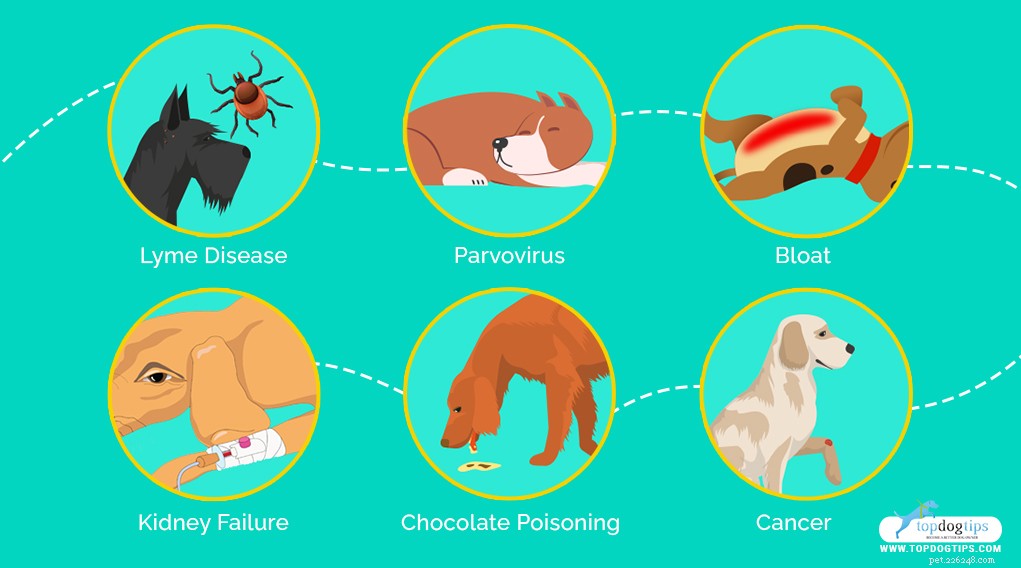 Top 11 Life‑Threatening Dog Diseases: Prevention & Early Detection