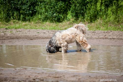 Top 11 Life‑Threatening Dog Diseases: Prevention & Early Detection
