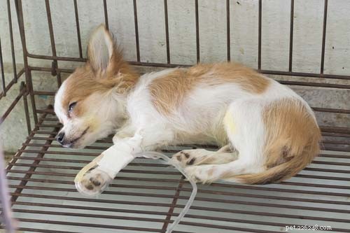 Top 11 Life‑Threatening Dog Diseases: Prevention & Early Detection