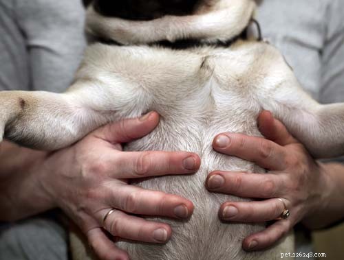 Top 11 Life‑Threatening Dog Diseases: Prevention & Early Detection
