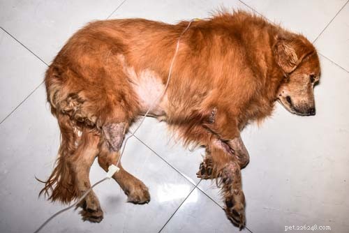 Top 11 Life‑Threatening Dog Diseases: Prevention & Early Detection