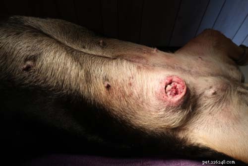 Top 11 Life‑Threatening Dog Diseases: Prevention & Early Detection