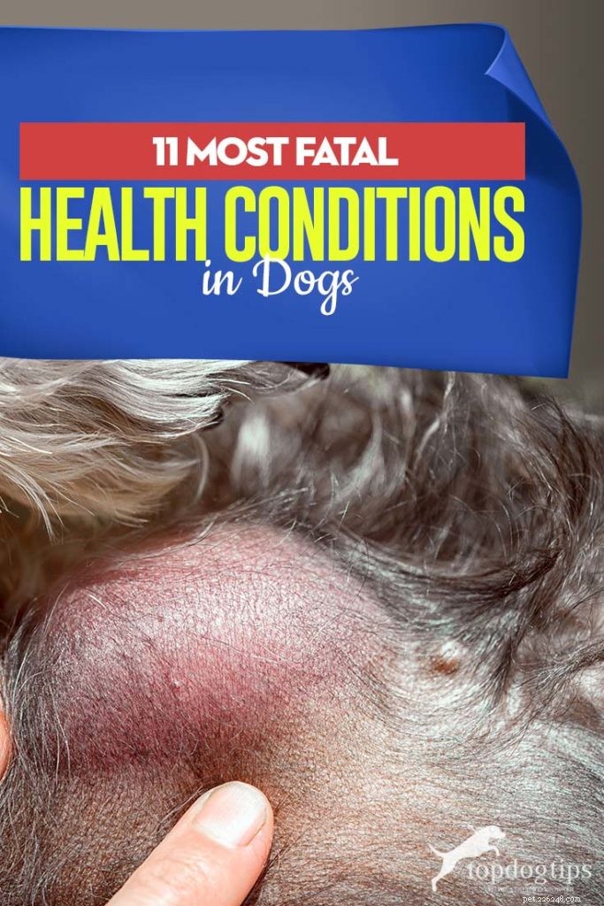 Top 11 Life‑Threatening Dog Diseases: Prevention & Early Detection