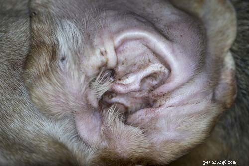 6 Common Dog Ear Issues & How to Treat Them
