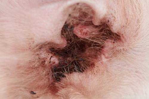6 Common Dog Ear Issues & How to Treat Them