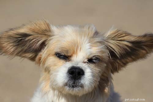 6 Common Dog Ear Issues & How to Treat Them