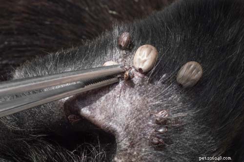 6 Common Dog Ear Issues & How to Treat Them