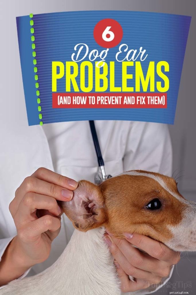 6 Common Dog Ear Issues & How to Treat Them