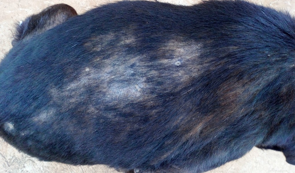 Effective Home Remedies for Dog Hair Loss & Alopecia