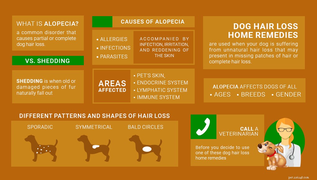 Effective Home Remedies for Dog Hair Loss & Alopecia