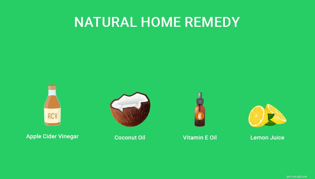 Effective Home Remedies for Dog Hair Loss & Alopecia