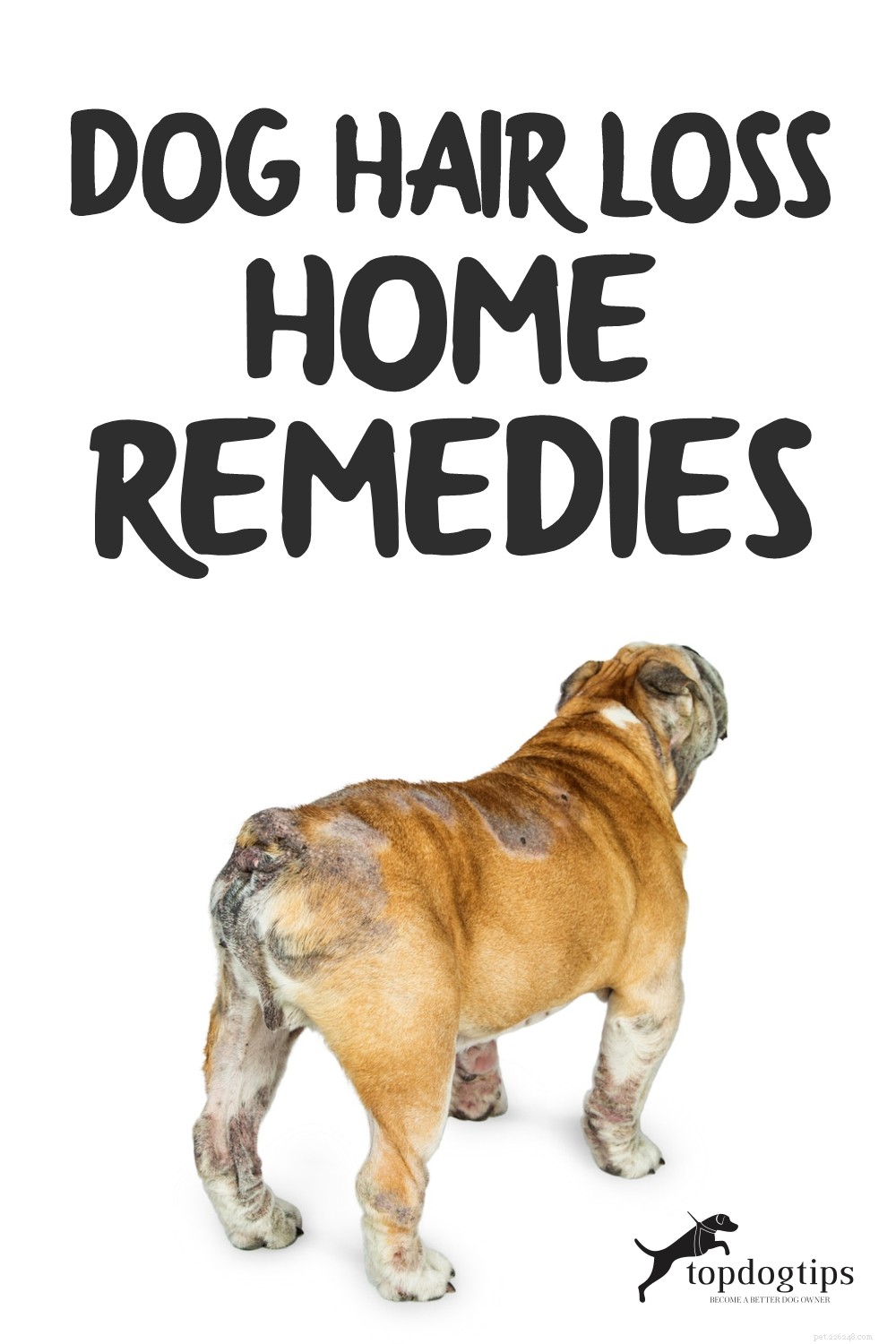 Effective Home Remedies for Dog Hair Loss & Alopecia