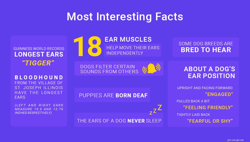 Dog Ears Explained: How They Hear and Why It Matters