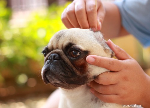 Dog Ears Explained: How They Hear and Why It Matters
