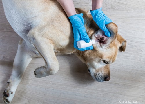 Dog Ears Explained: How They Hear and Why It Matters