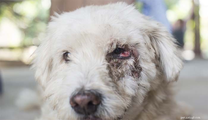 Why Is My Dog Squinting? Signs of Eye Problems & Steps to Take