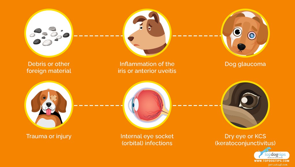 Why Is My Dog Squinting? Signs of Eye Problems & Steps to Take