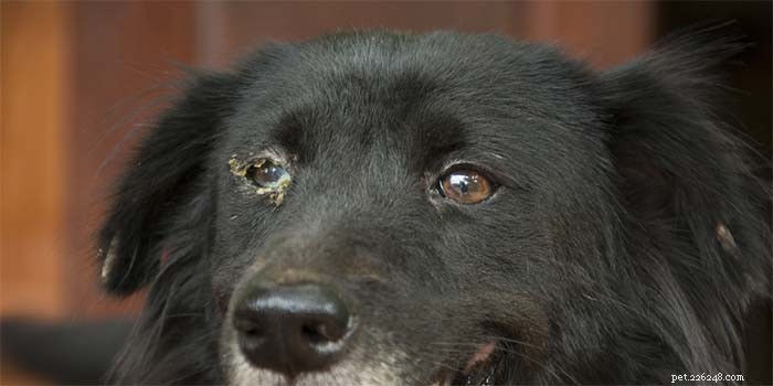 Why Is My Dog Squinting? Signs of Eye Problems & Steps to Take