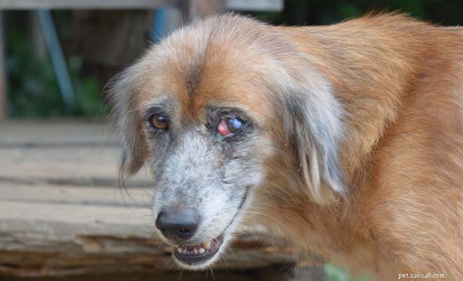 Why Is My Dog Squinting? Signs of Eye Problems & Steps to Take