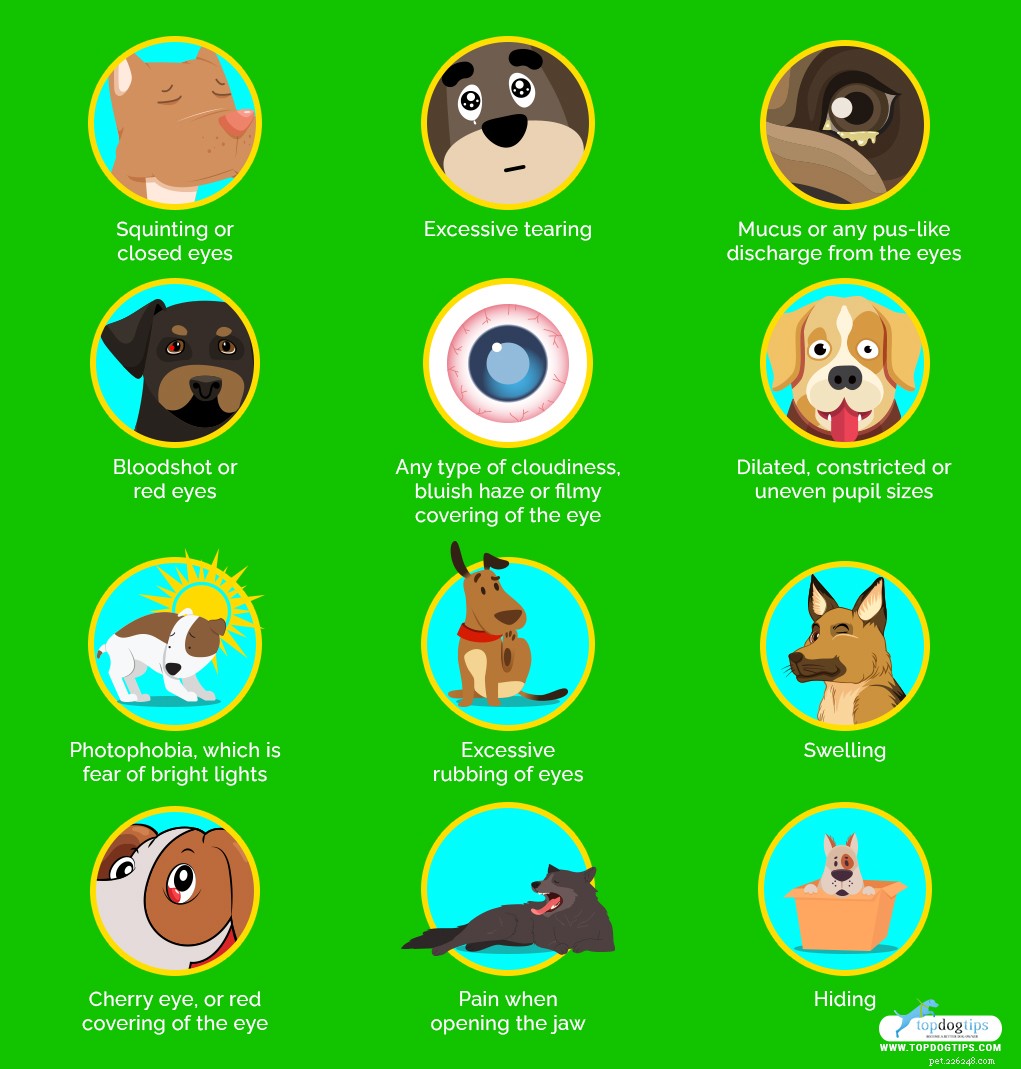 Why Is My Dog Squinting? Signs of Eye Problems & Steps to Take