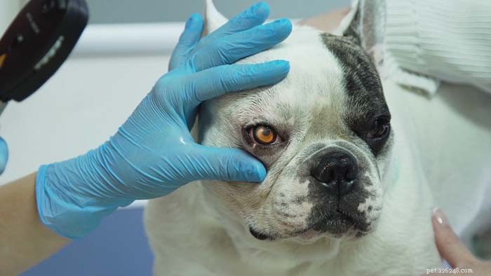 Why Is My Dog Squinting? Signs of Eye Problems & Steps to Take