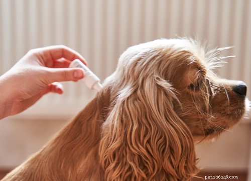 Safe Natural Deworming for Dogs: A Simple, Effective Guide
