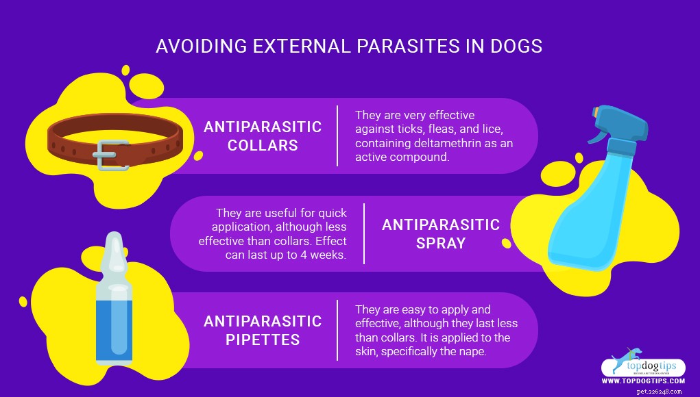 Safe Natural Deworming for Dogs: A Simple, Effective Guide