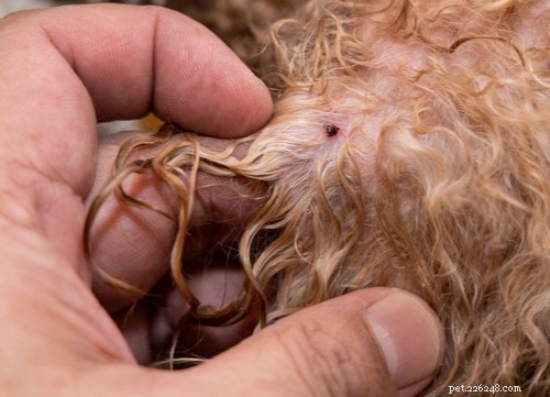 Safe Natural Deworming for Dogs: A Simple, Effective Guide