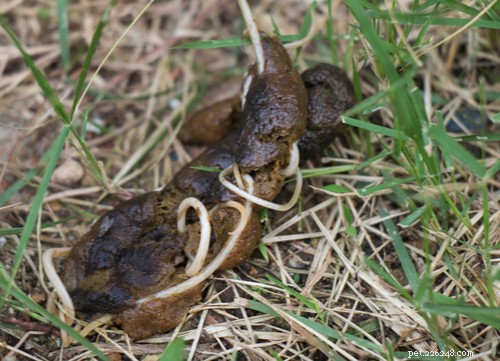 Safe Natural Deworming for Dogs: A Simple, Effective Guide