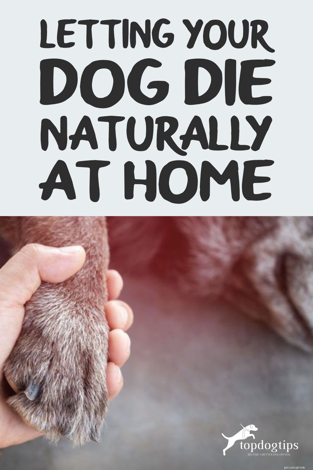 Guidance on Allowing Your Dog to Pass Naturally at Home