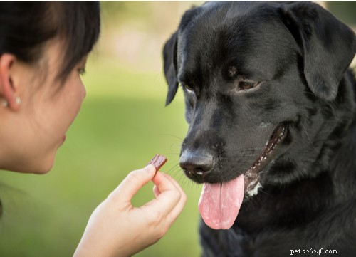 Understanding Excessive Drooling in Dogs: Causes, Concerns, and Care