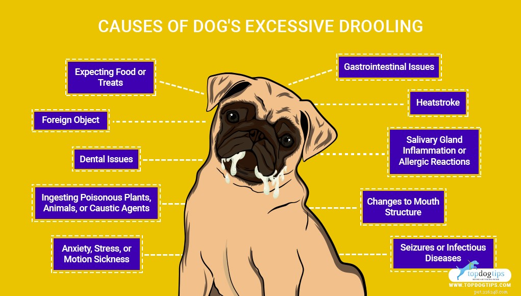 Understanding Excessive Drooling in Dogs: Causes, Concerns, and Care