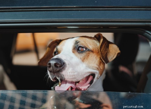 Understanding Excessive Drooling in Dogs: Causes, Concerns, and Care
